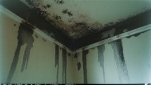 Mold Remediation Rochester NY mold remediation rochester ny