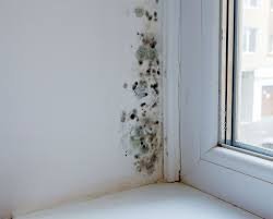 does home insurance cover mold